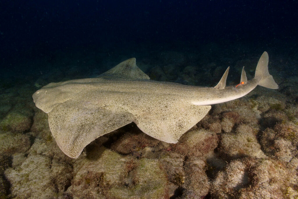 Angel Shark Save Our Seas Foundation