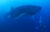A whale shark and a diver at Darwin Island in Galapagos. Photo © Pelayo Salinas.