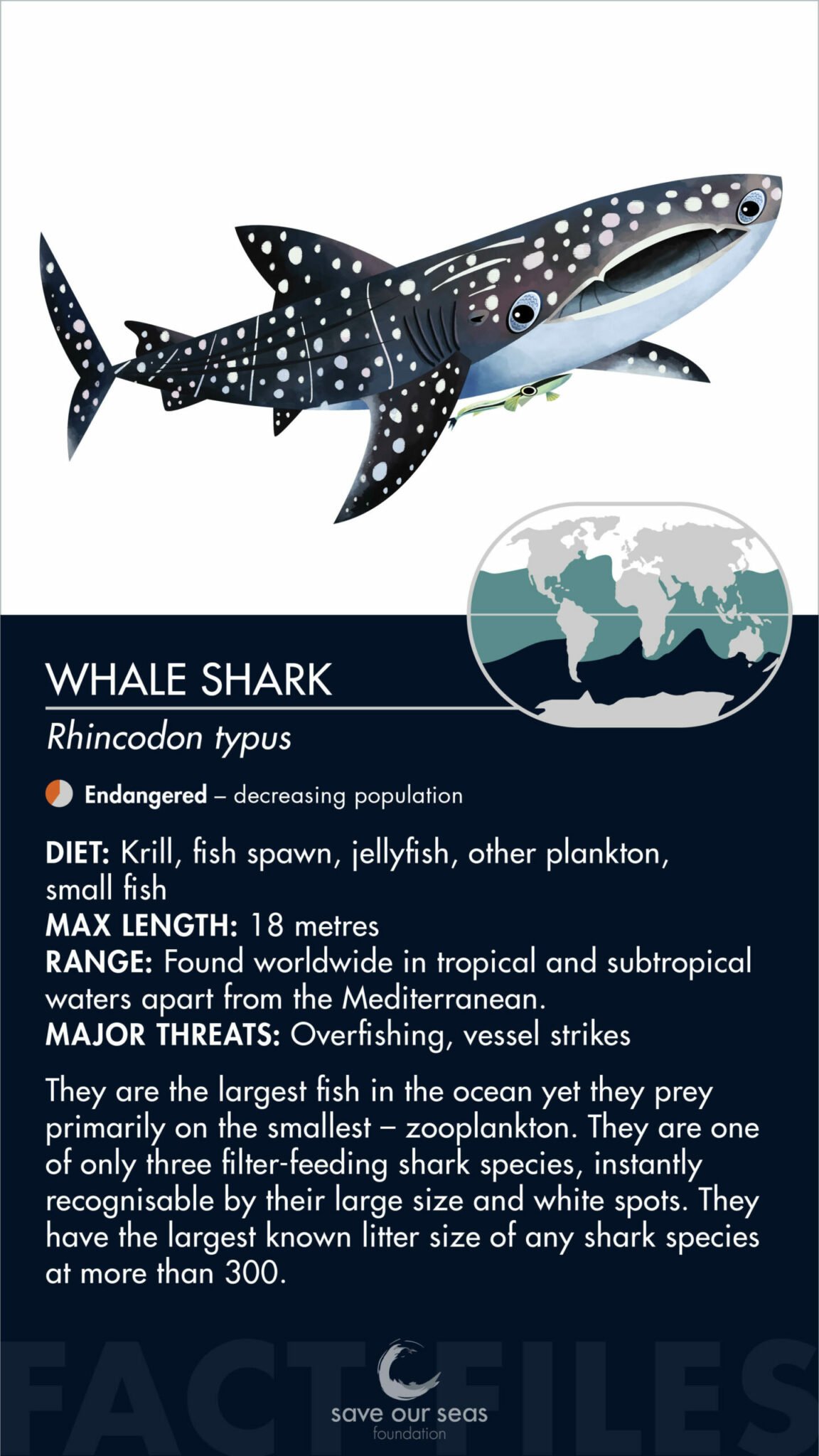blue whale size comparison to whale shark