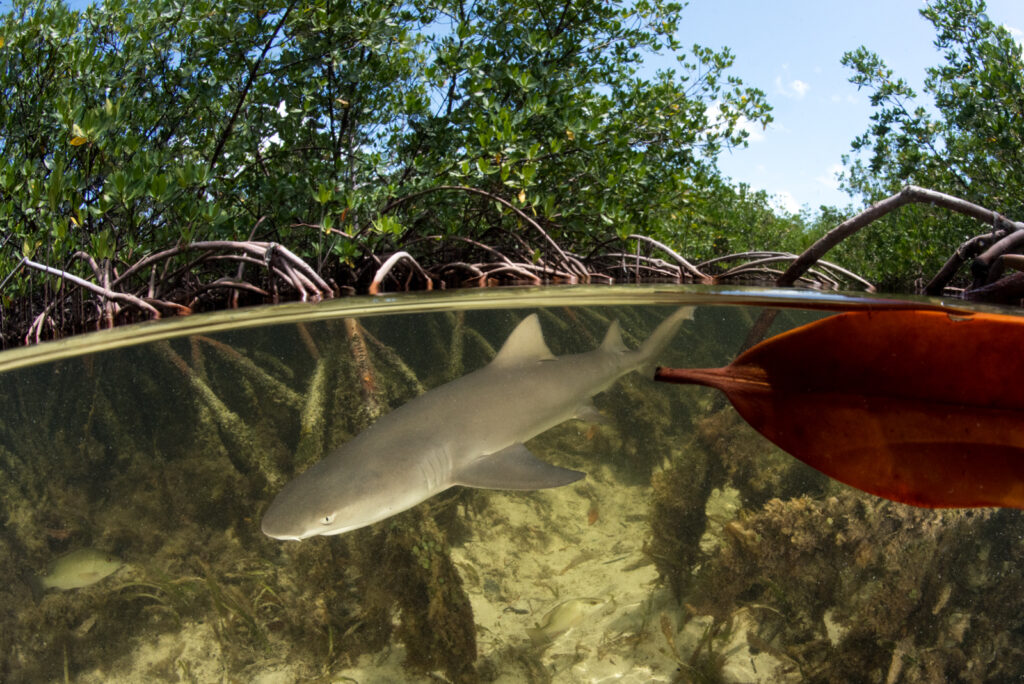 How does slow reproduction affect sharks and rays? - Save Our Seas ...