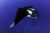 Photo © Guy Stevens | Manta Trust
