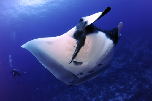 largest manta ray