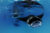 Photo © Guy Stevens | Manta Trust
