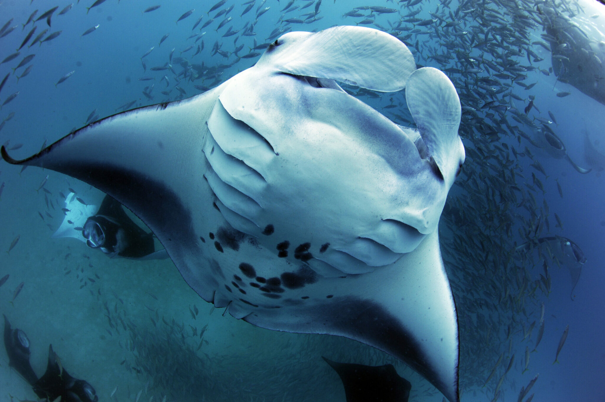 Photo © Guy Stevens | Manta Trust