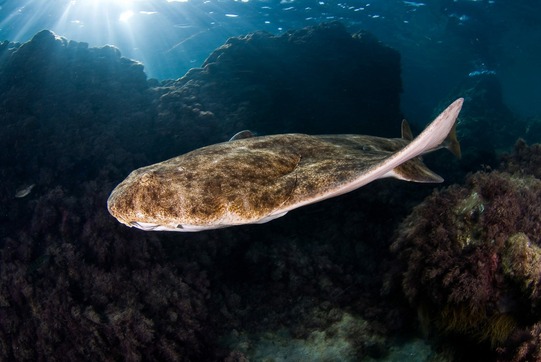 common-angel-shark-save-our-seas-foundation