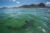 A white shark in False Bay, with the seaside town of Muizenberg, Cape Town in the background. Photo by Mac Stone | © Save Our Seas Foundation