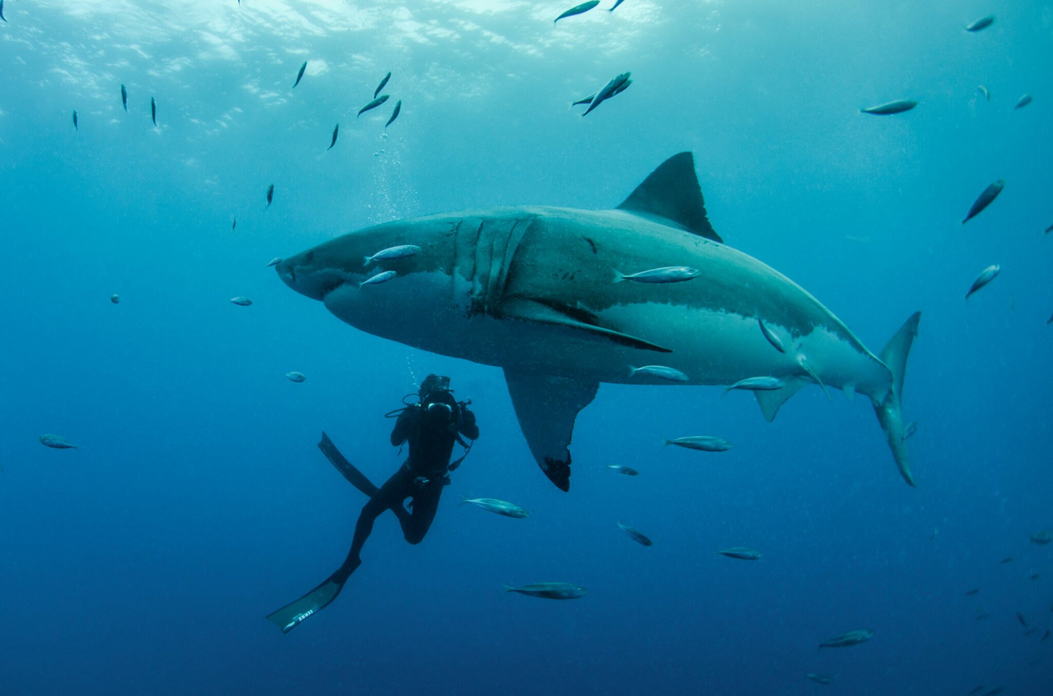 What are the biggest sharks? Save Our Seas Foundation