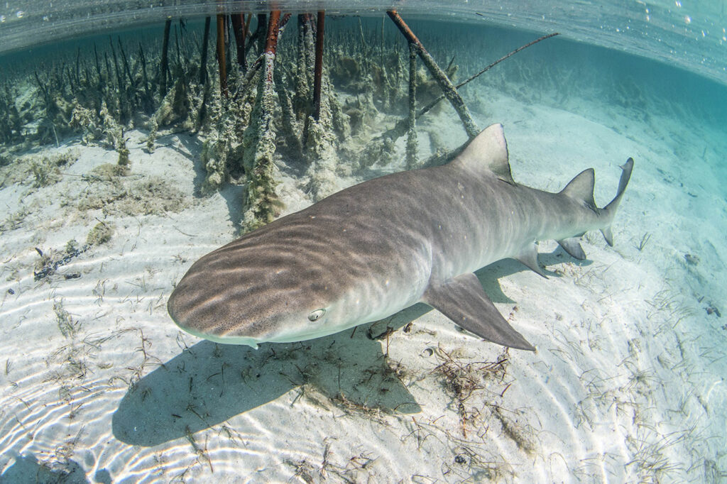 Lemon shark Save Our Seas Foundation