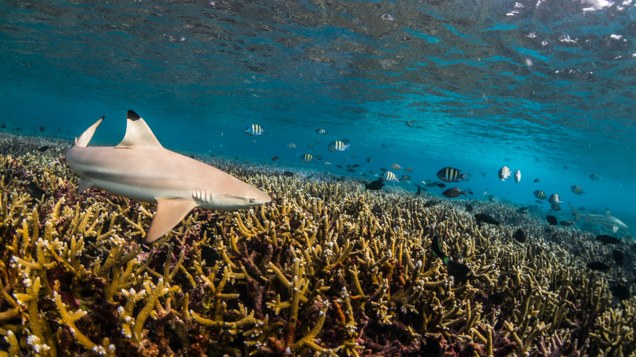 Photo © Chris Vaughan-Jones