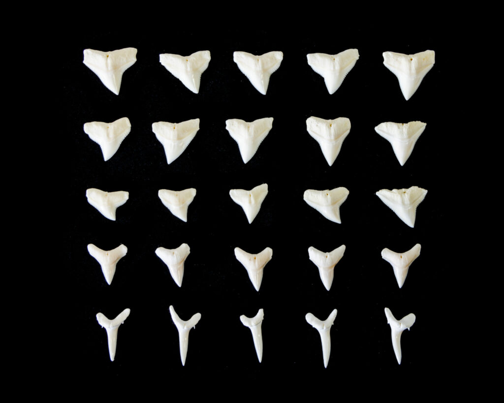 Shark Teeth - Save Our Seas Foundation