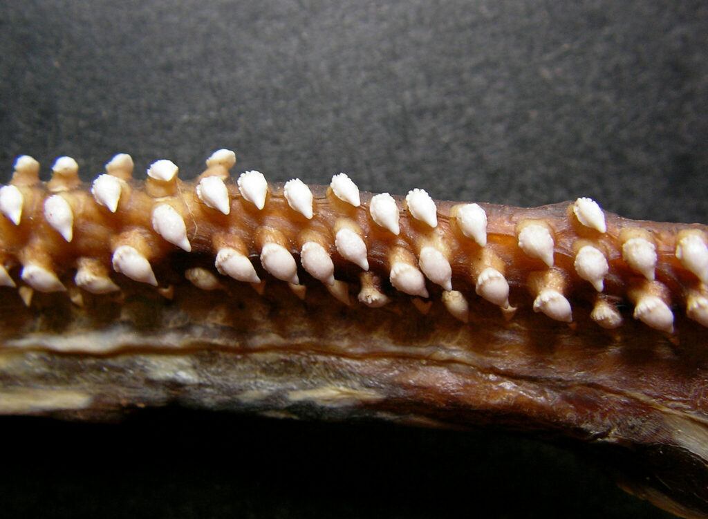 Shark Teeth - Save Our Seas Foundation