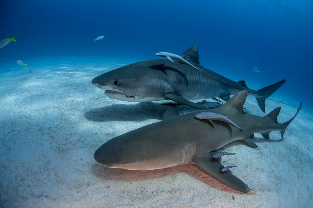 Lemon shark Save Our Seas Foundation
