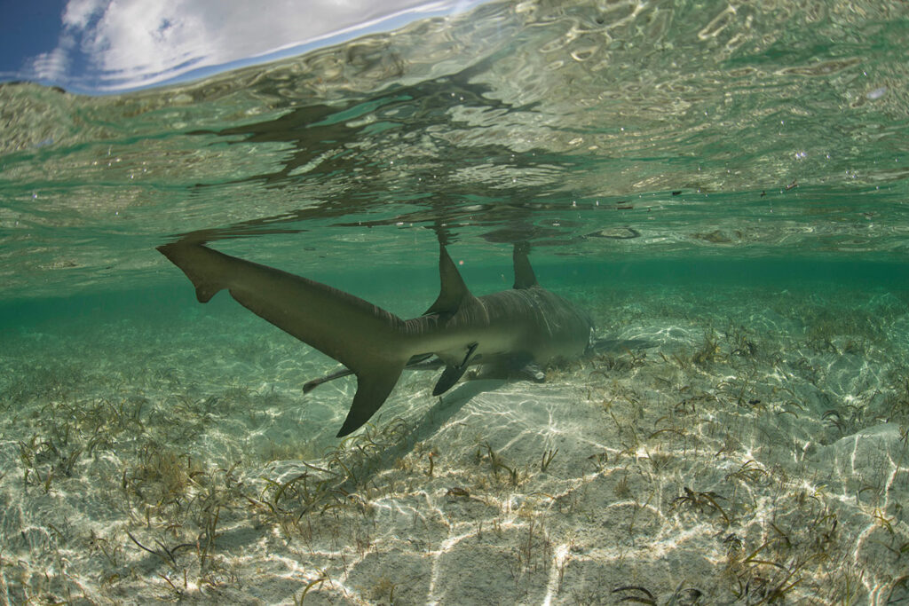 Lemon shark Save Our Seas Foundation