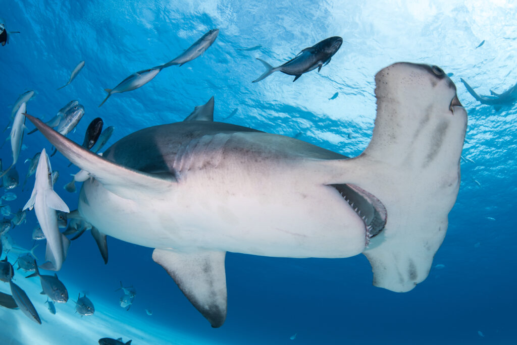 Great hammerhead shark Save Our Seas Foundation