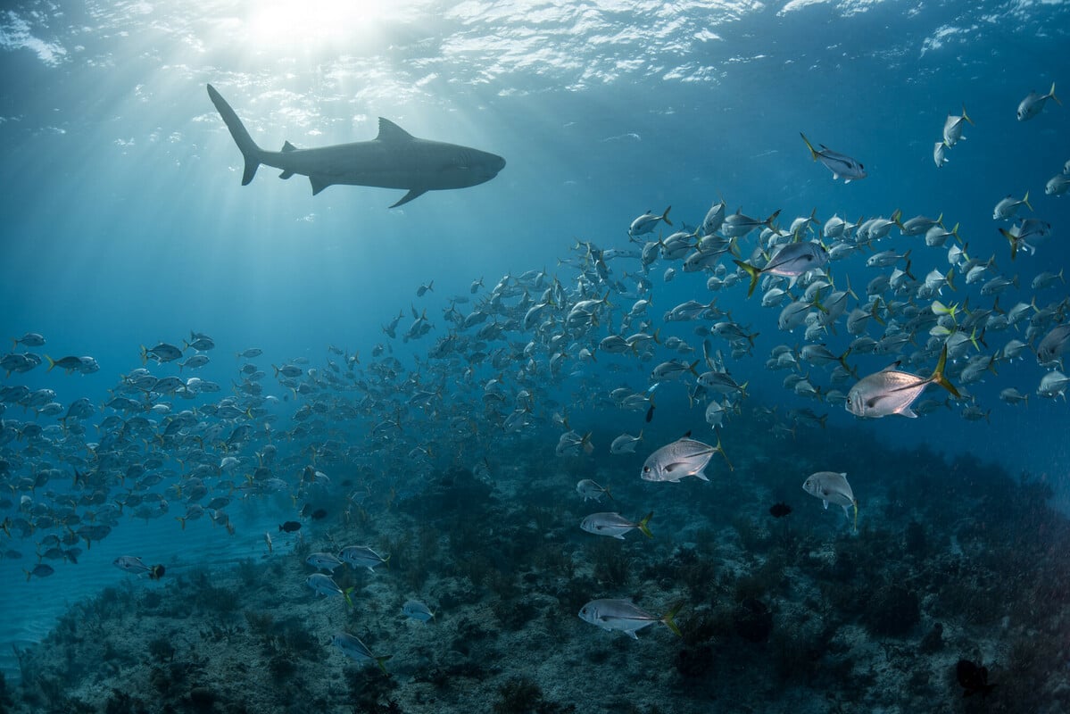 Ecotourism no threat to tiger shark behaviour
