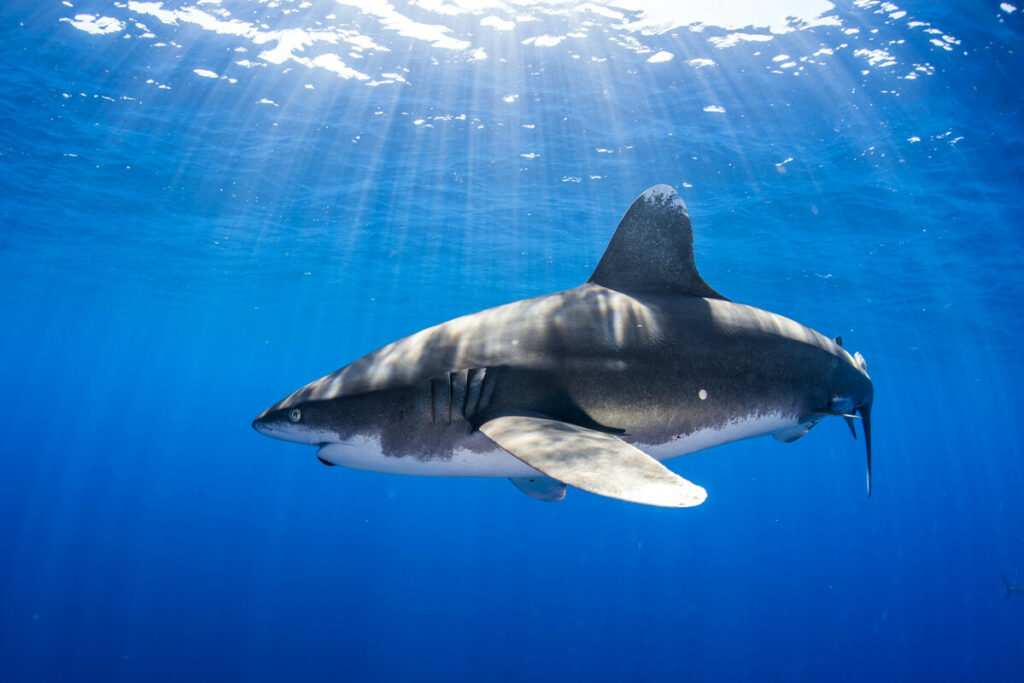 World of Sharks — Oceanic whitetip shark