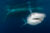 Photo by Ryan Daly | © Save Our Seas Foundation.