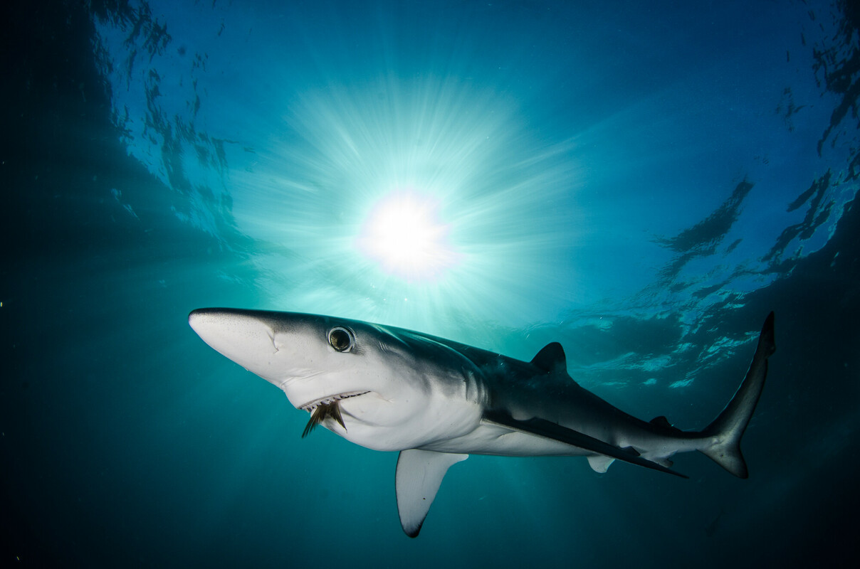 Pictures Of Blue Shark At Jill Deleon Blog