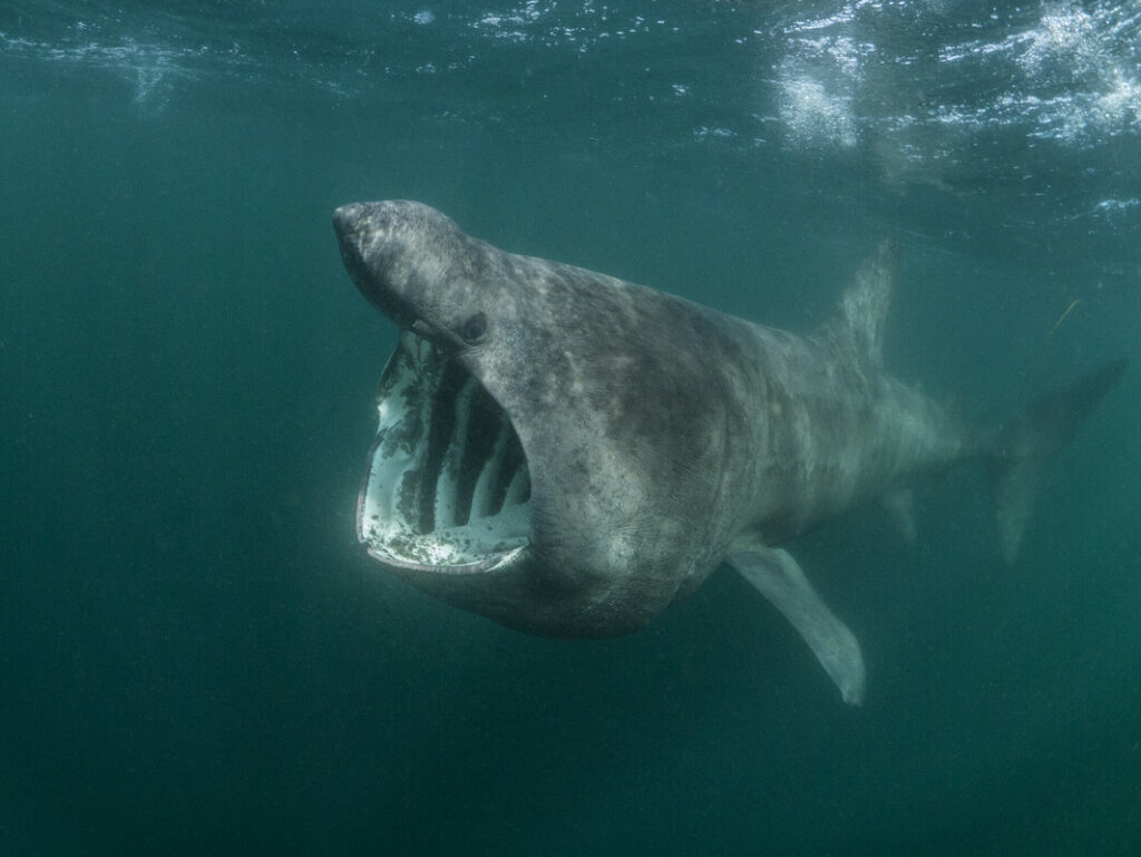 Basking Shark - Save Our Seas Foundation