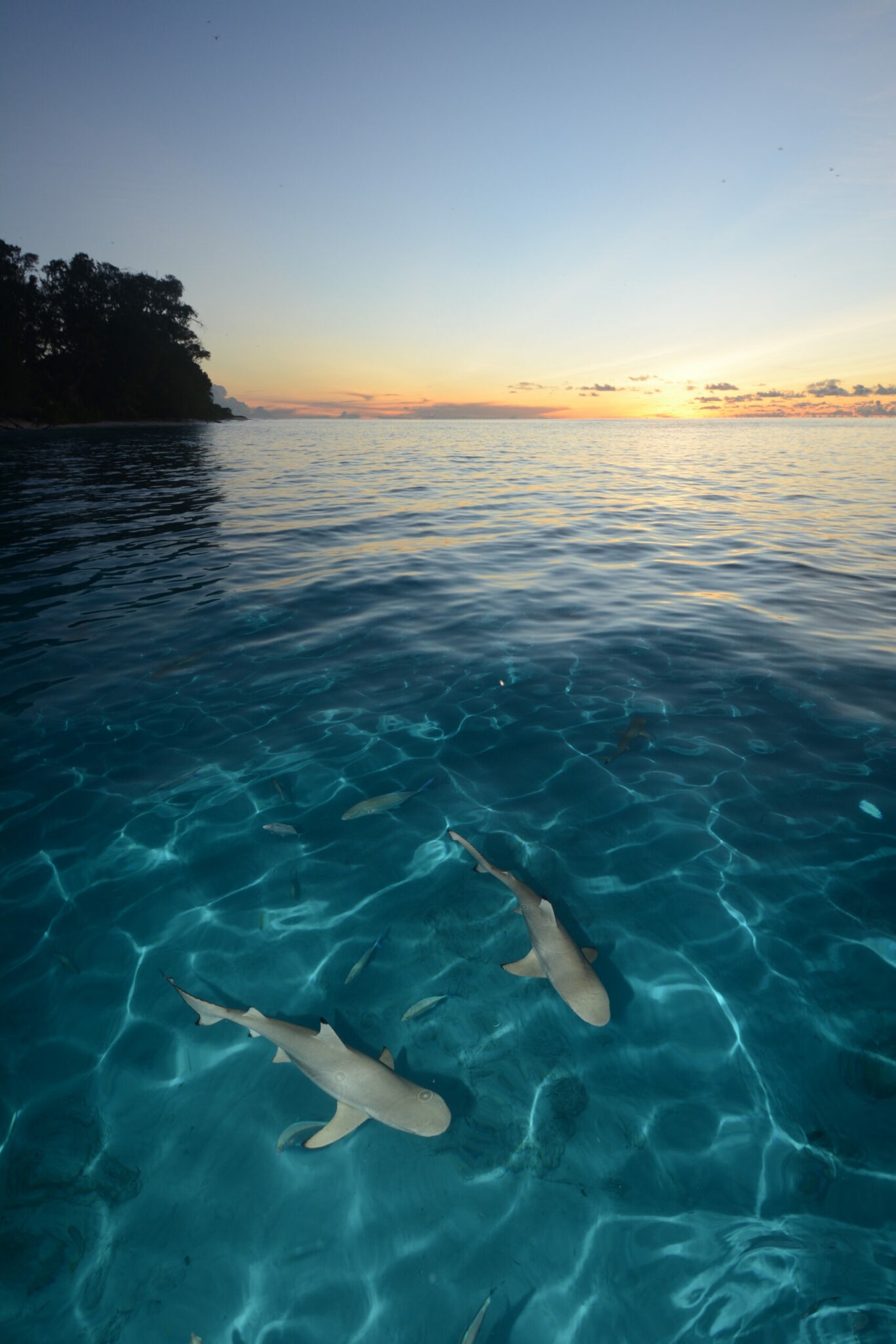 Photo by Rainer von Brandis | © Save Our Seas Foundation.