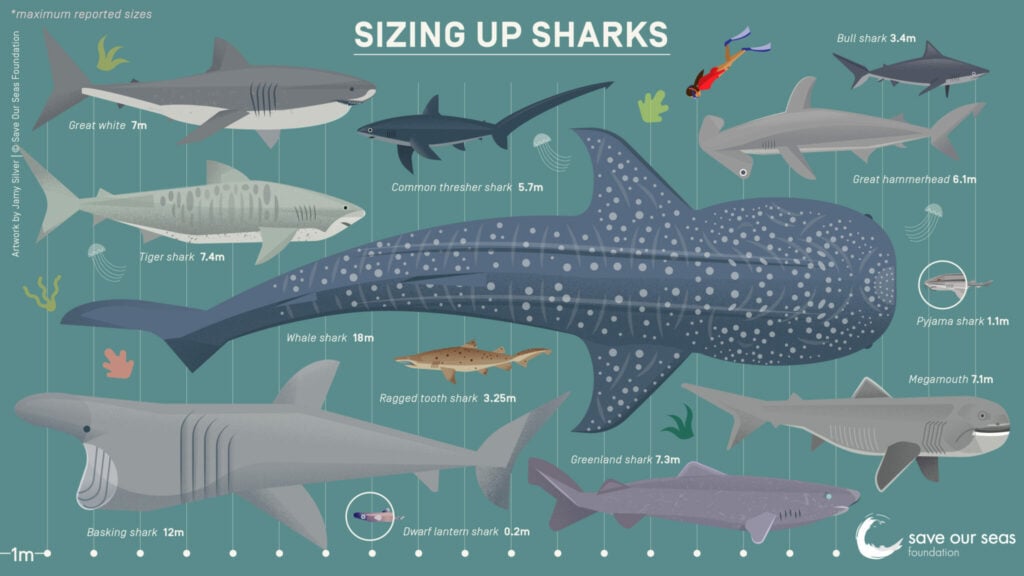 What are the biggest sharks? - Save Our Seas Foundation