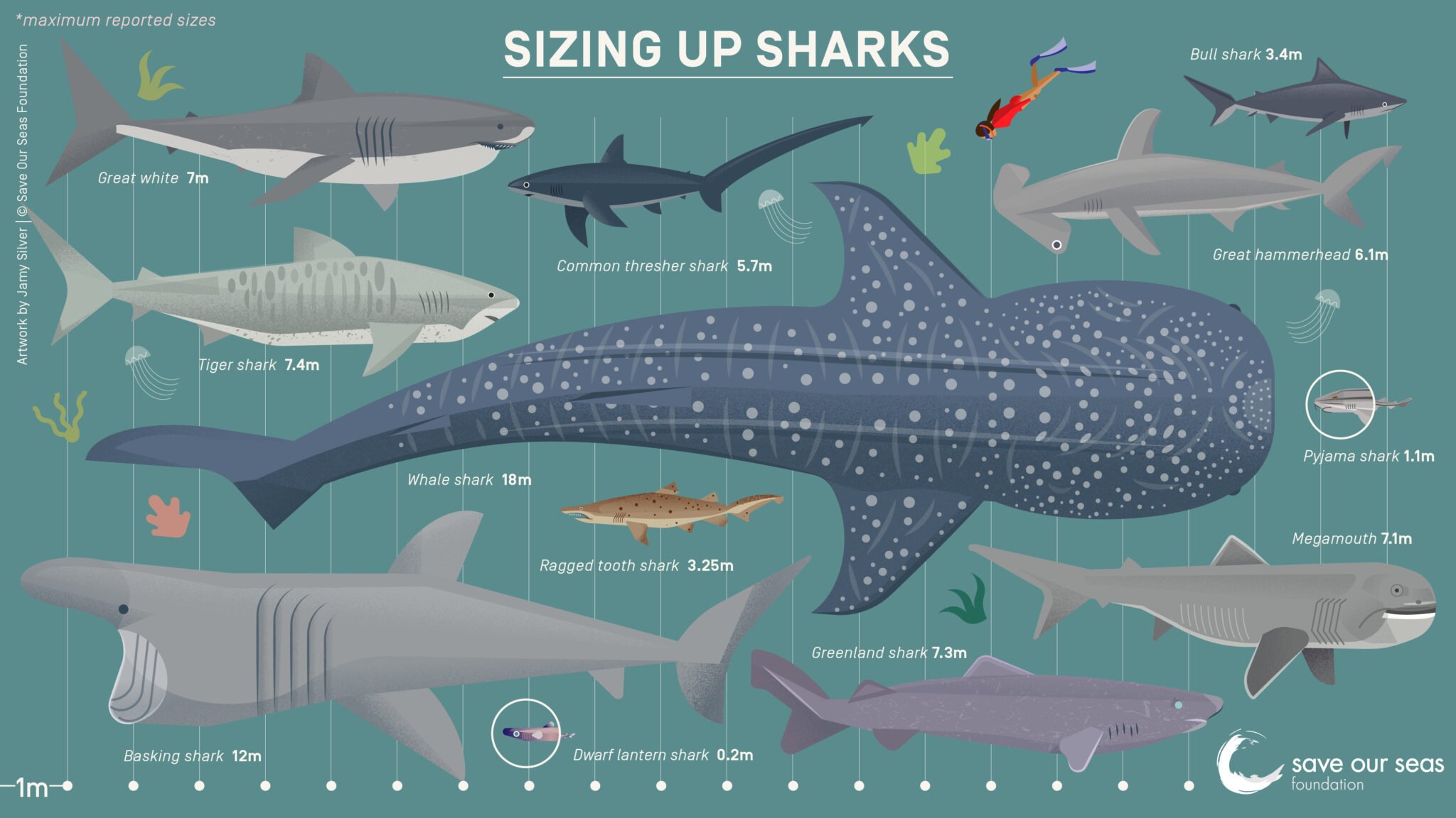 Shark Size Comparison Chart