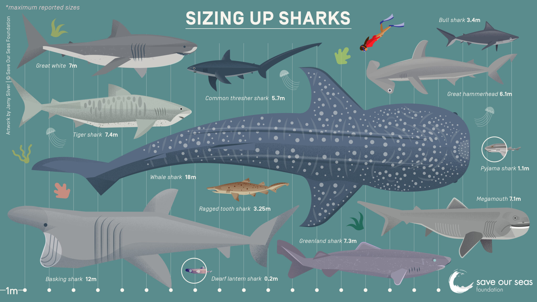A Lower Carboniferous Xenacanthiform Shark From Australia