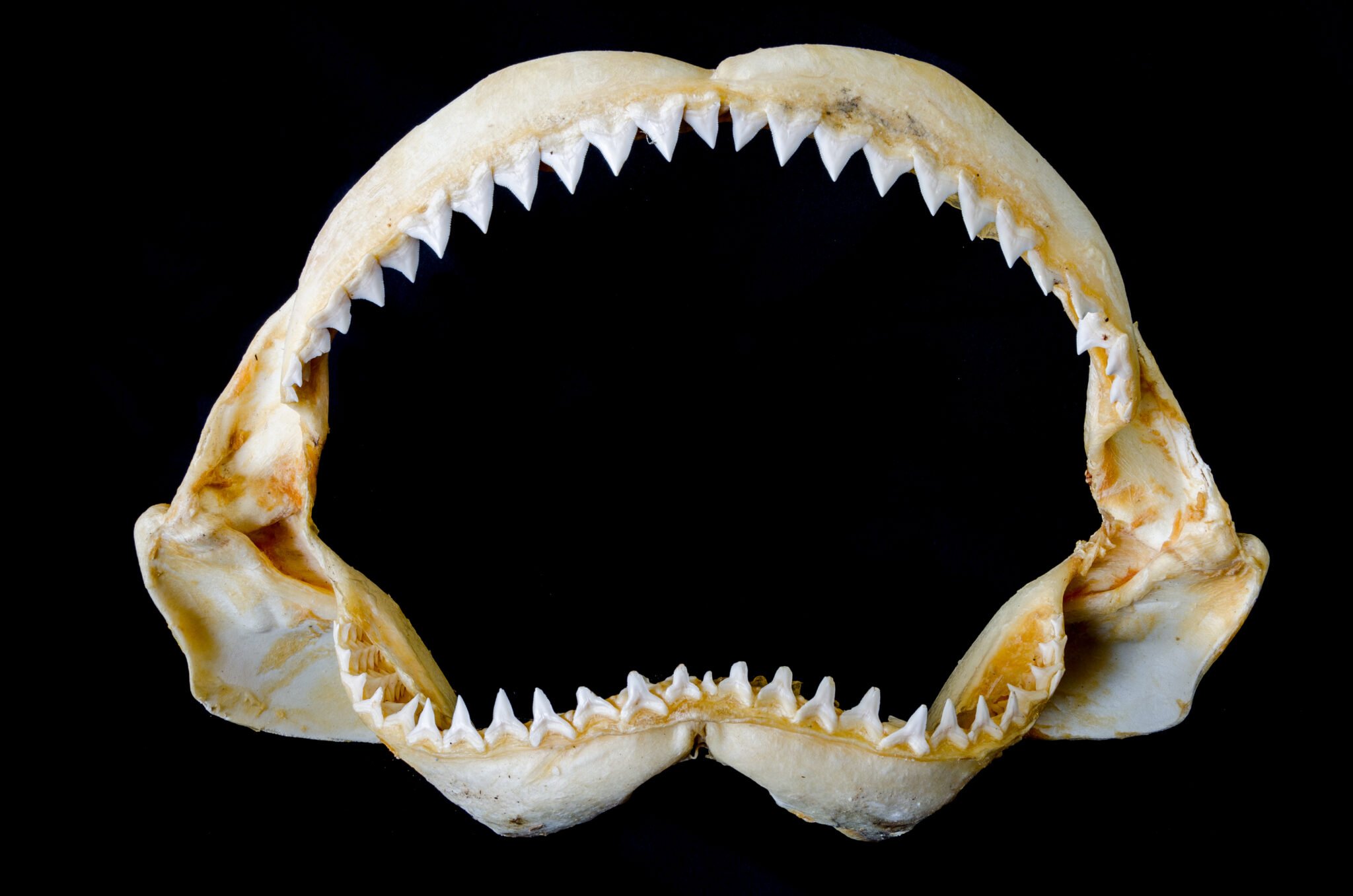 bull shark teeth rows