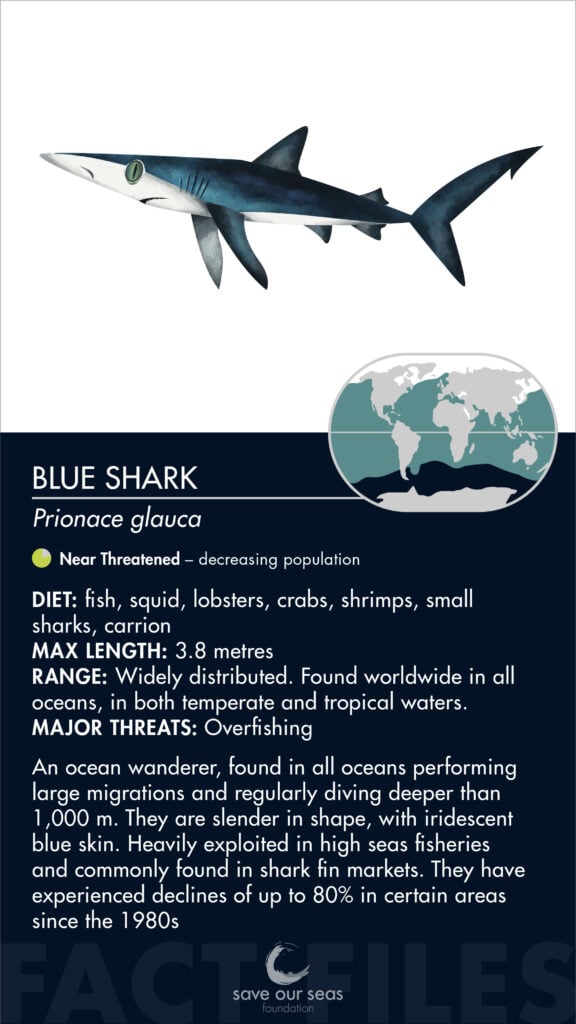 Blue shark - Save Our Seas Foundation