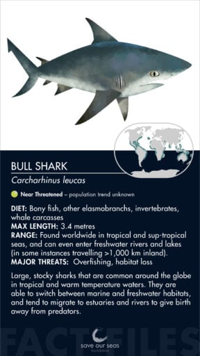 Bull shark - Save Our Seas Foundation
