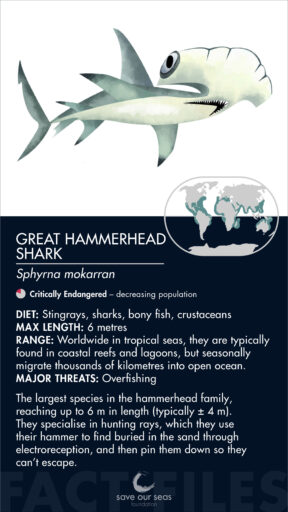 Great hammerhead shark - Save Our Seas Foundation