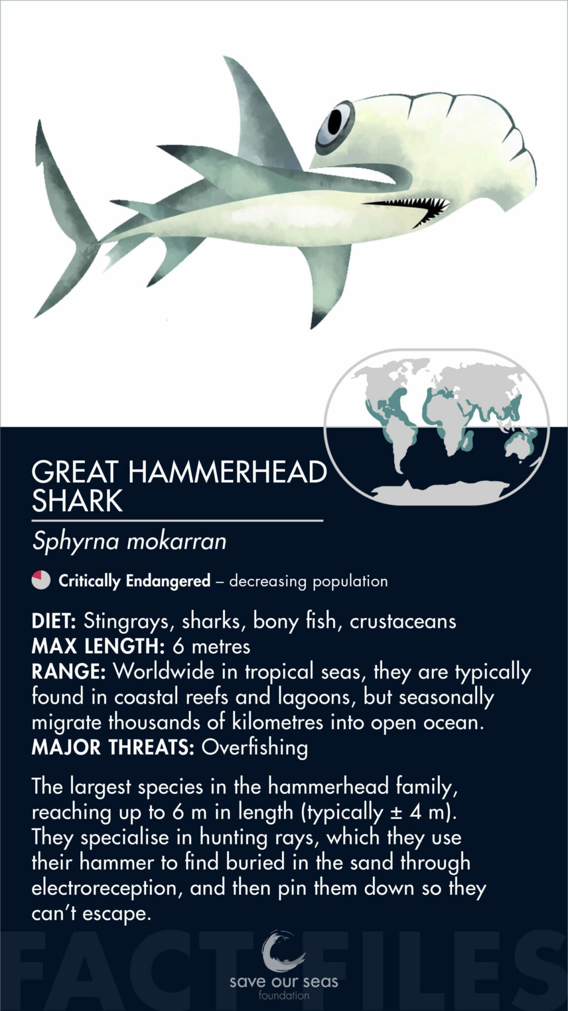 Great hammerhead shark Save Our Seas Foundation