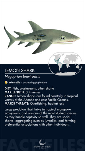 Lemon shark - Save Our Seas Foundation