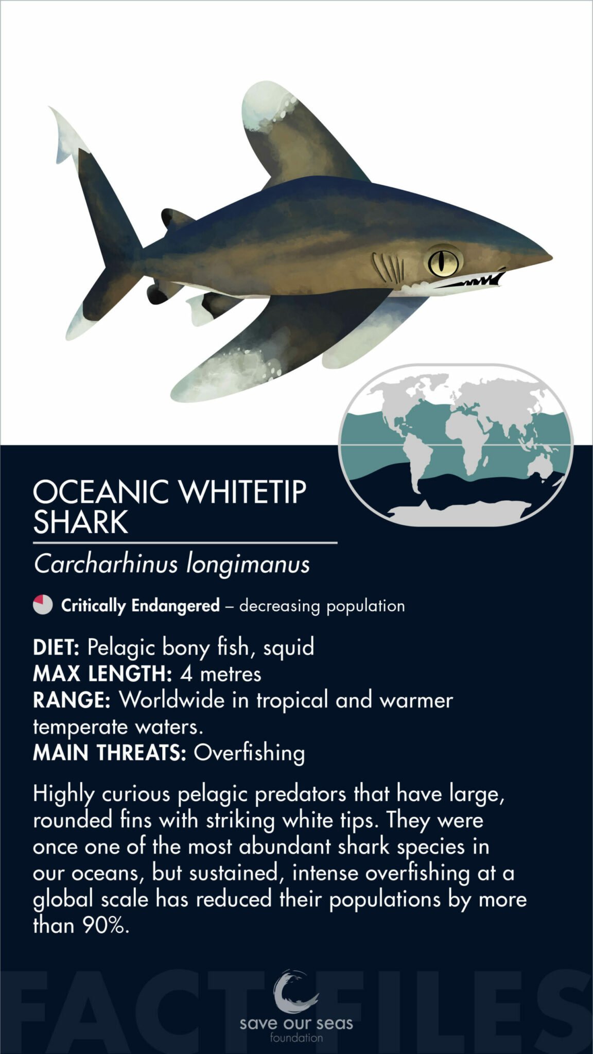 Oceanic whitetip shark - Save Our Seas Foundation