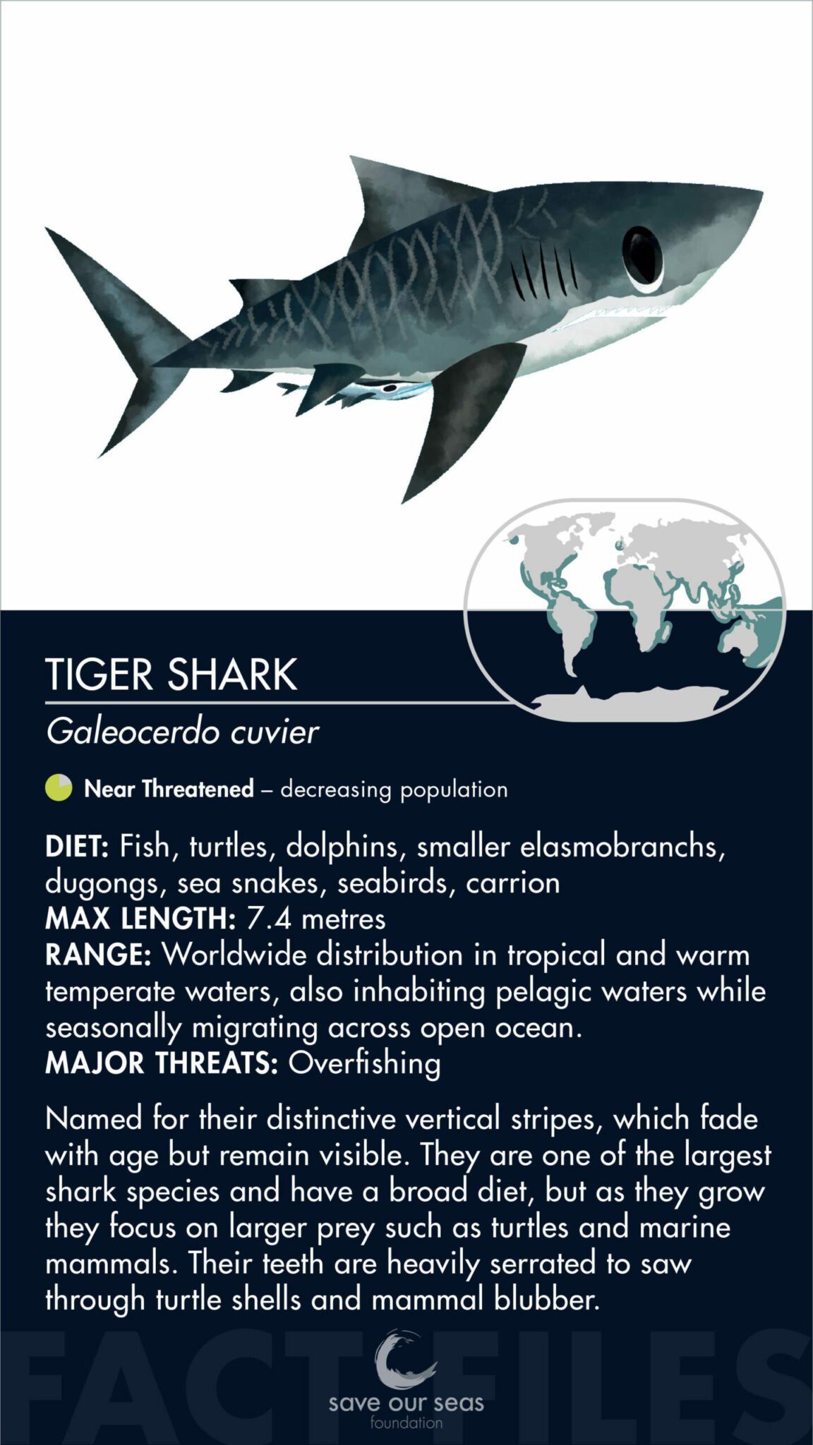 Sand tiger shark, Descriptions, Types, Diet, & Facts