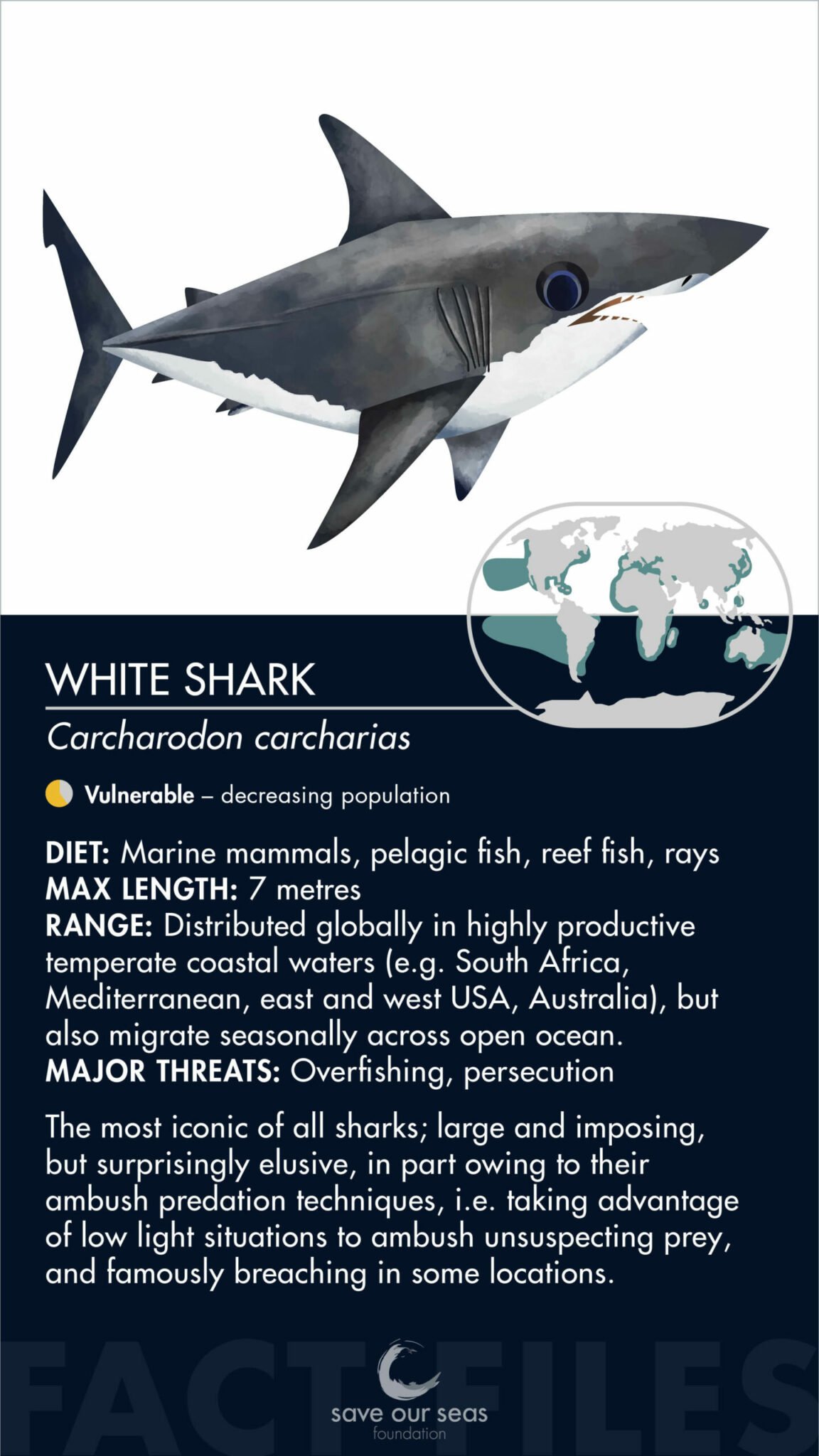White shark  Size, Diet, Habitat, Teeth, Attacks, & Facts