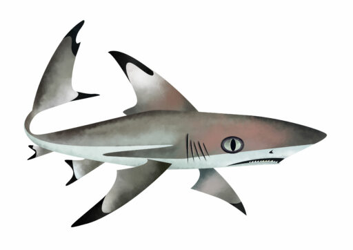 Blacktip reef shark - Save Our Seas Foundation
