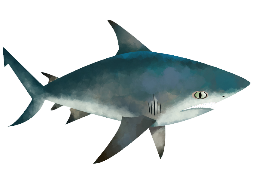 blacknose shark