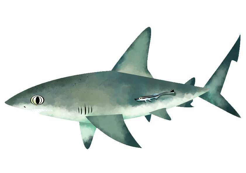 https://static-wos.saveourseas.com/2021/06/caribbean-reef-shark.png