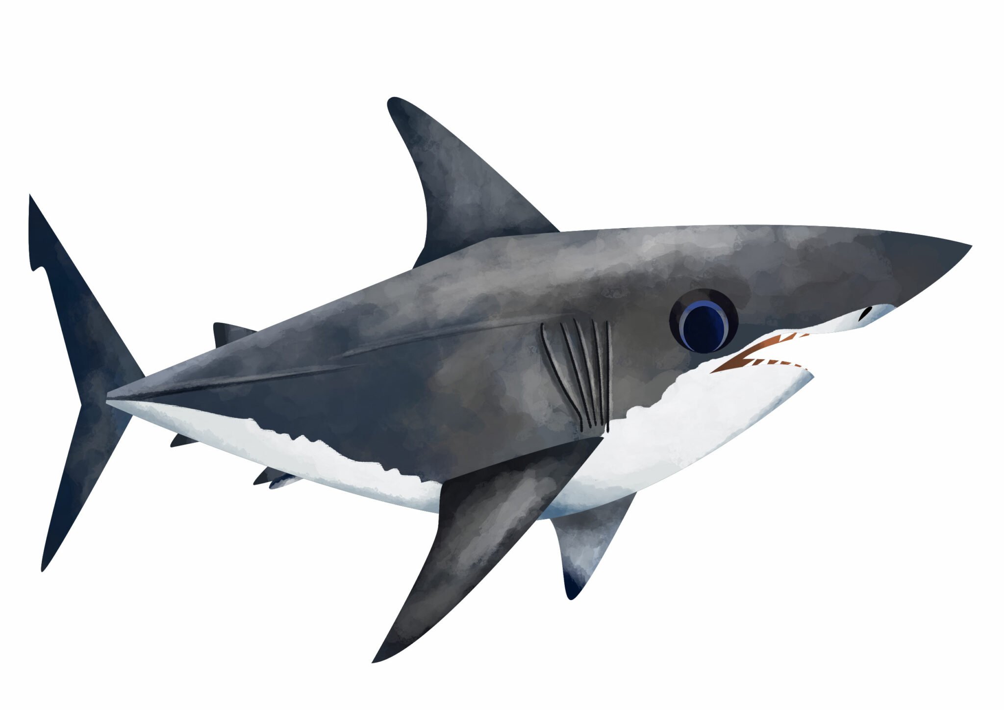 White Shark - Save Our Seas Foundation