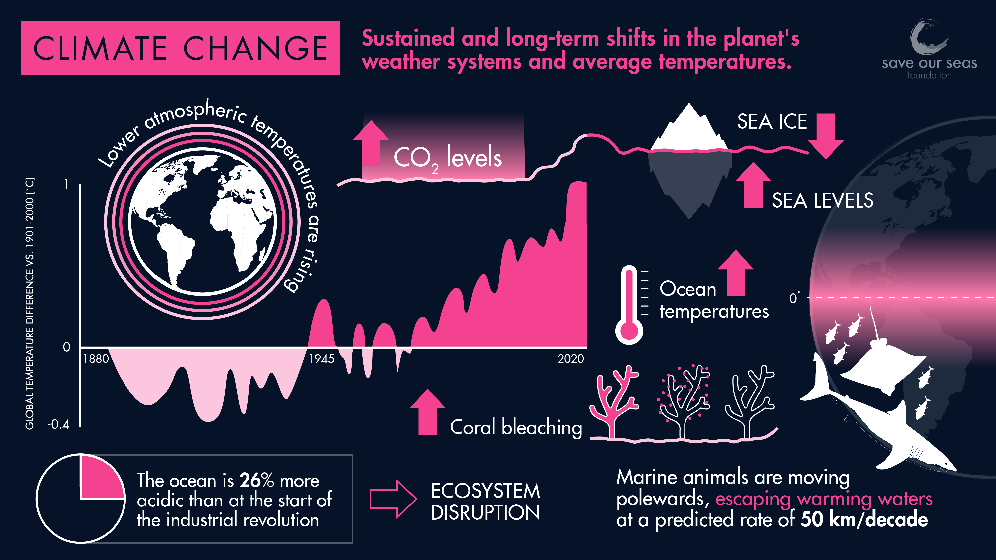 how-does-climate-change-affect-sharks-and-rays-save-our-seas-foundation