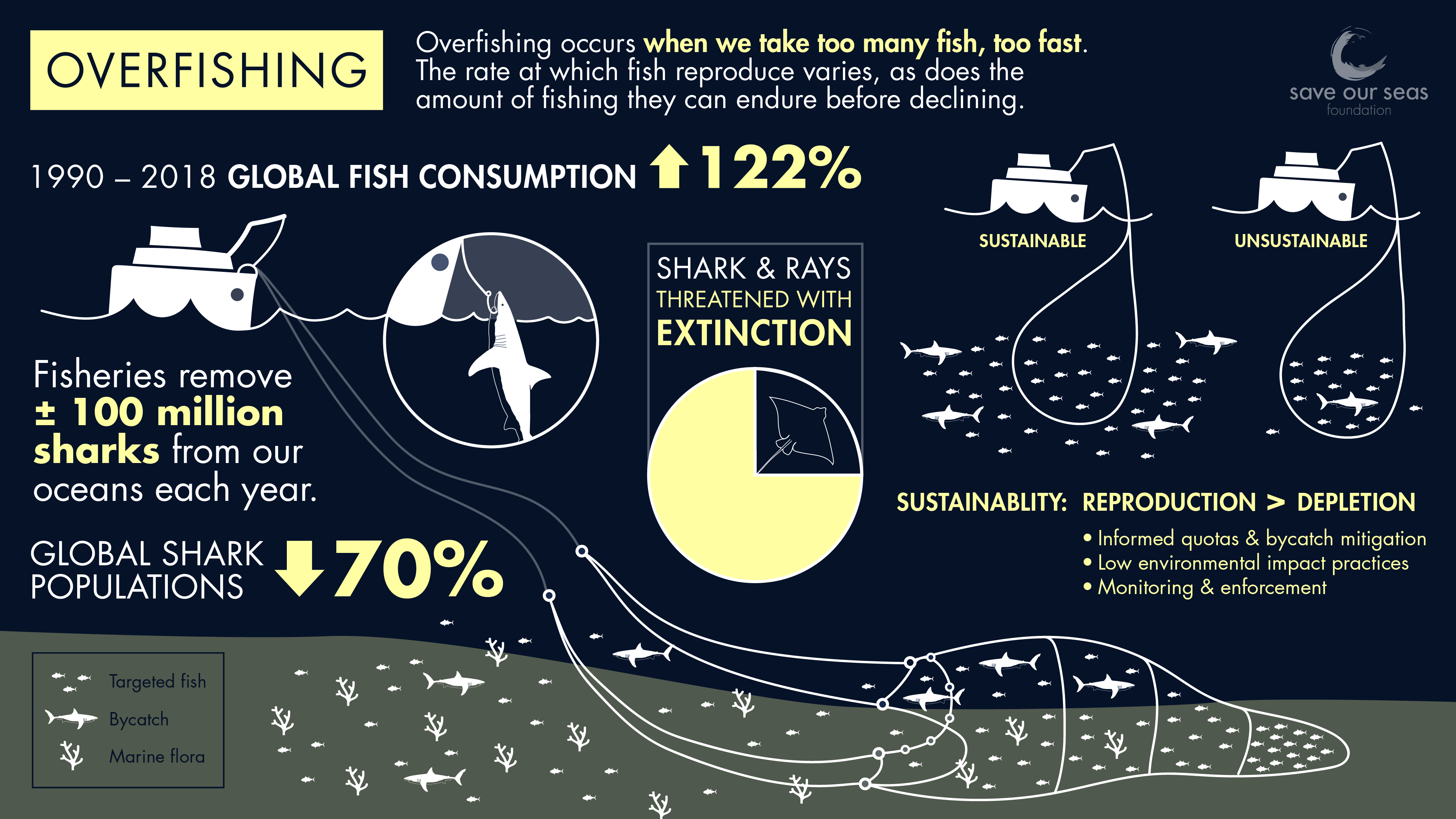 How does overfishing affect sharks and rays? - Save Our Seas