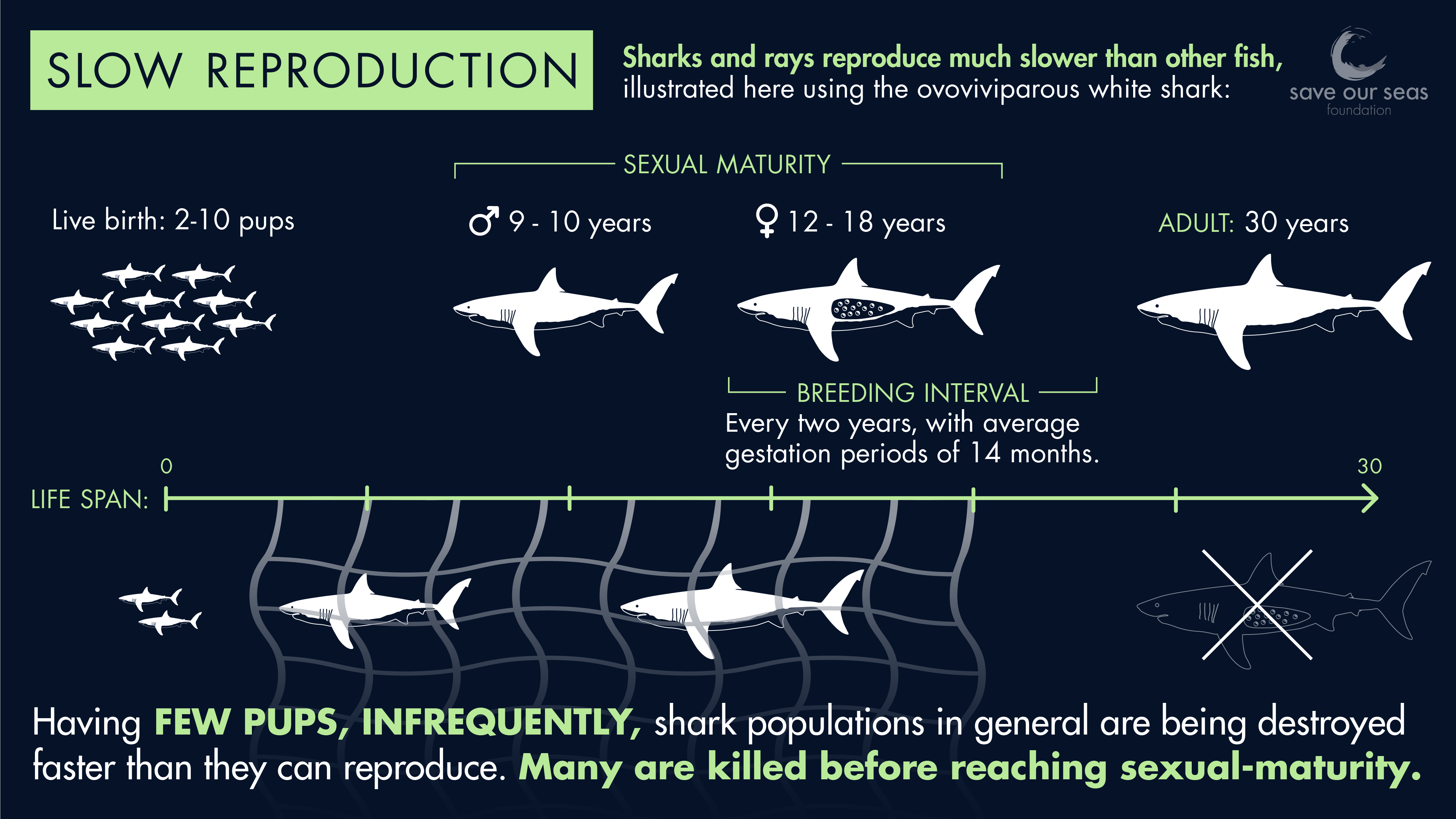 How Long are Sharks Pregnant: Revealing the Mysterious Gestation Period
