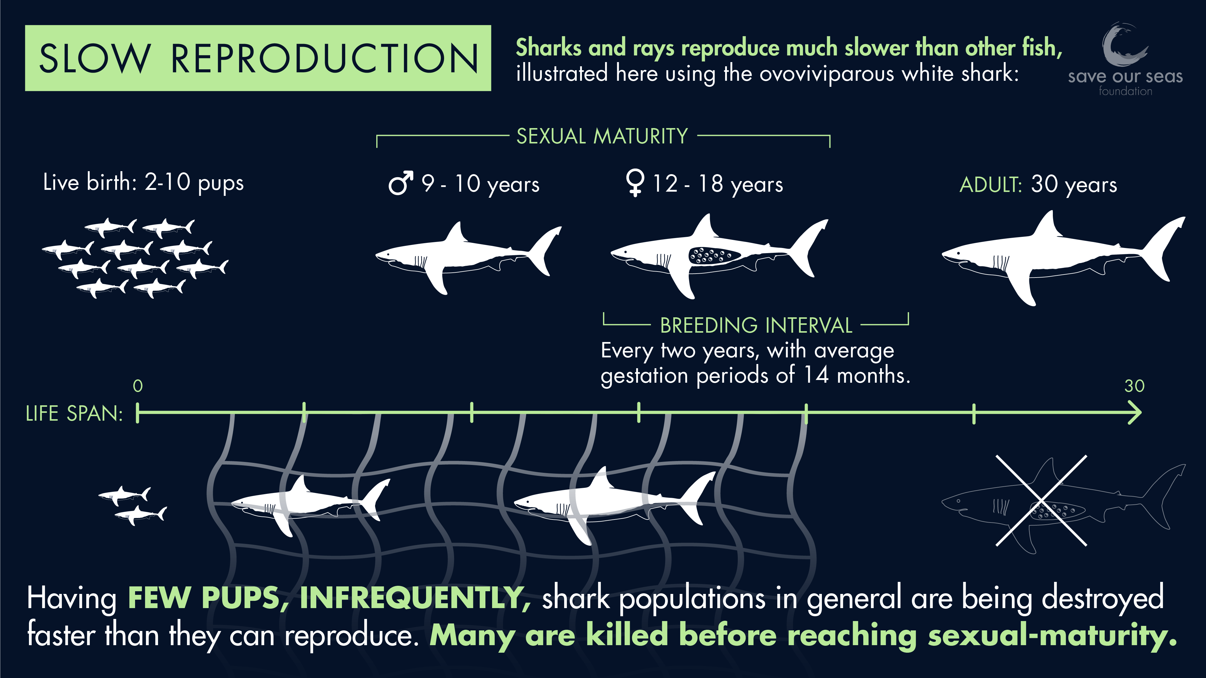Shark Mating Shark Mating