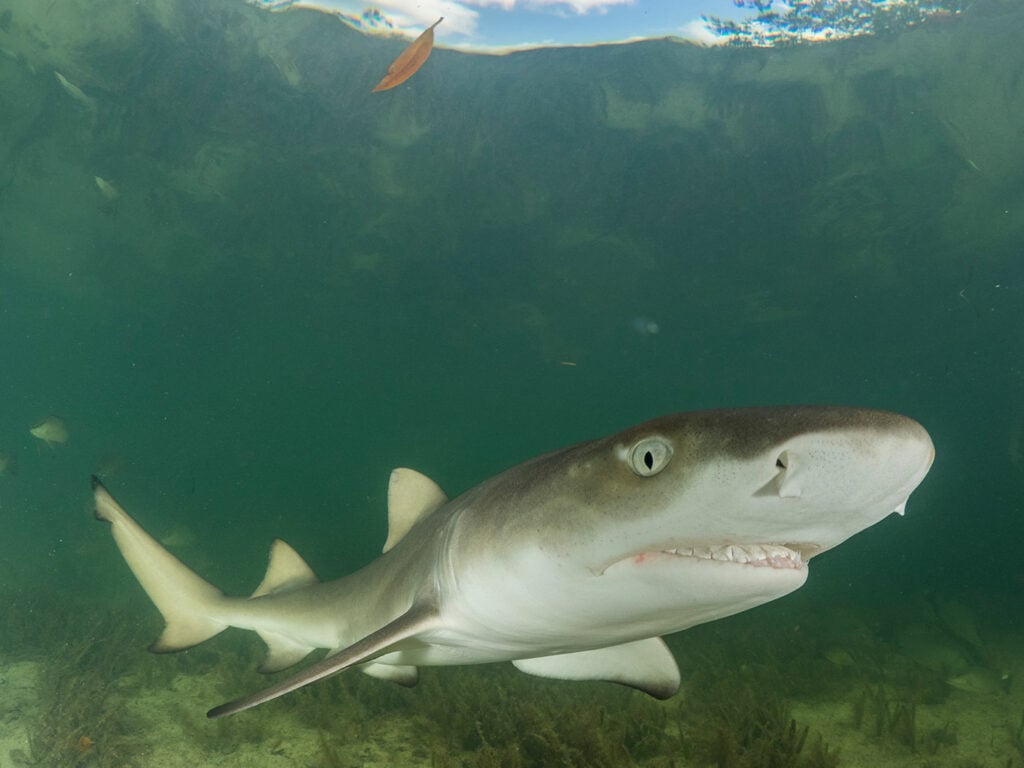 Lemon shark Save Our Seas Foundation