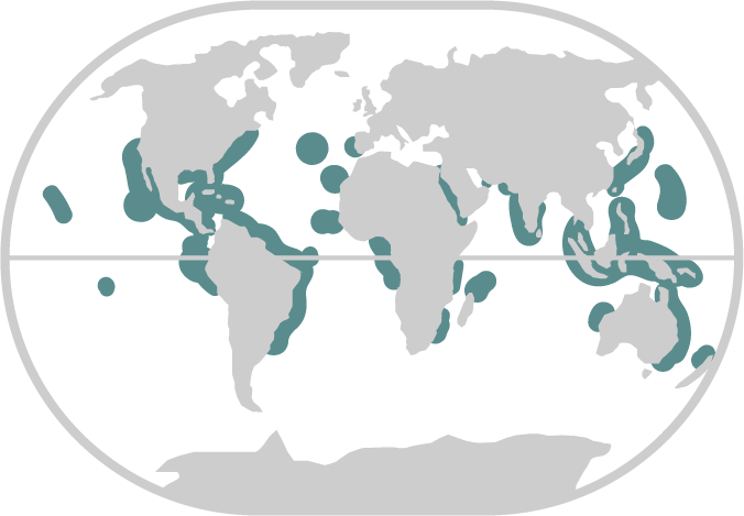giant manta ray location