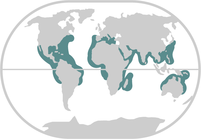 Hammerhead Shark Range Map