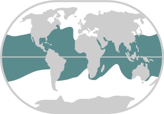 Whale Shark Habitat Map