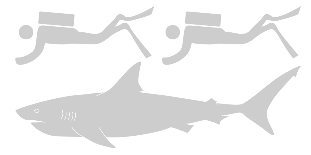 Bull shark - Save Our Seas Foundation