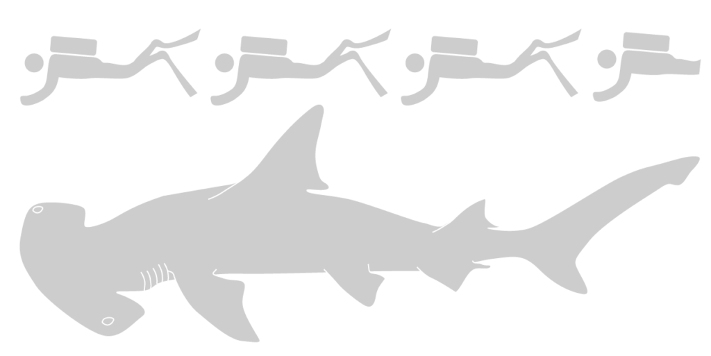 Great hammerhead shark Save Our Seas Foundation